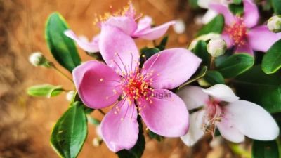 再过三个月就有稔子吃了图片