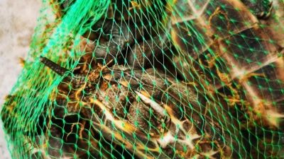 最近折腾的一些小乌龟图片