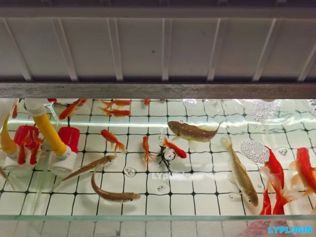 二氧化氯消毒片确实好用，鱼缸水也不黄了