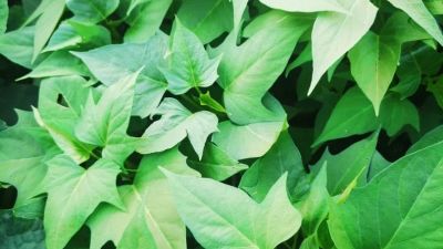 自己亲手种的小盘蔬菜图片