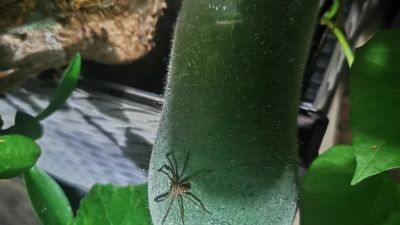 种瓜得瓜种豆得豆图片