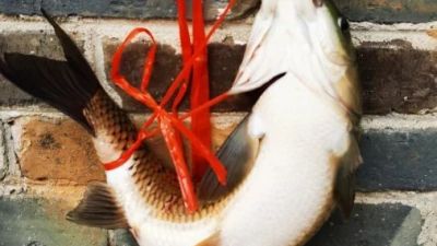 第一次尝试弓鱼术图片