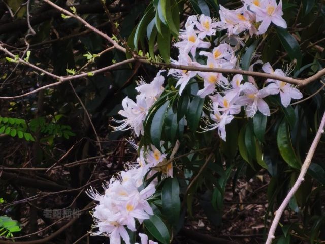 杜鹃花开的春天