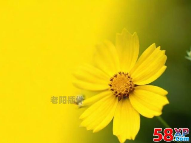 给你一朵小黄花