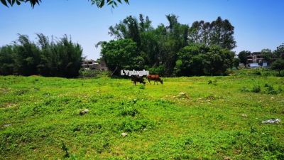 风吹草低见牛羊图片