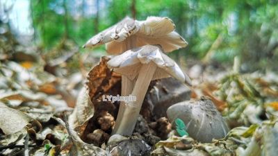 广西当地叫它是碎菌的鸡枞菌图片