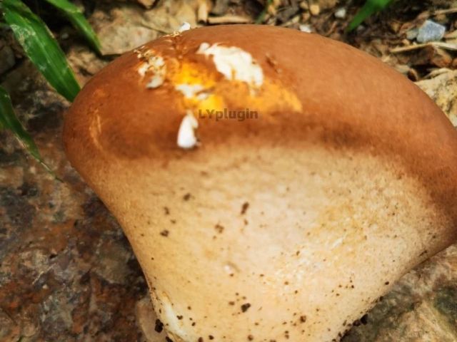 一朵不知名的大蘑菇