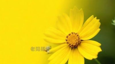 给你一朵小黄花图片