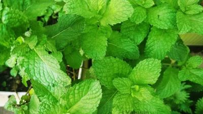 具有特异香气的草本调味料型蔬菜图片