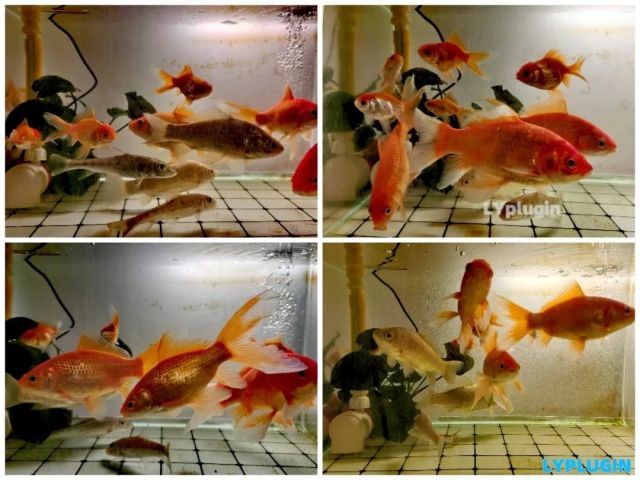 杂鱼缸，小小鱼缸十几条鱼
