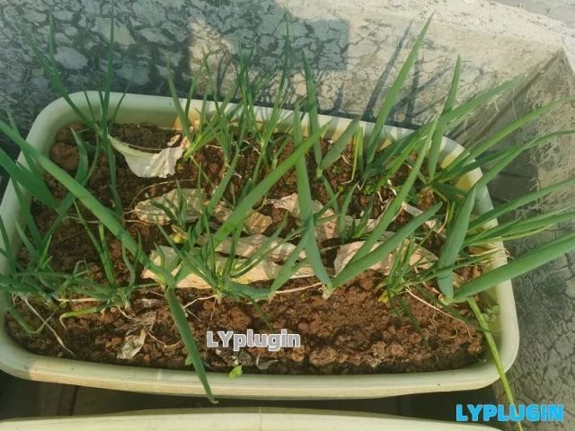 小葱、水芹菜、小鱼儿干，是不是一碟好菜