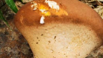 一朵不知名的大蘑菇图片