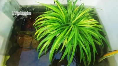 龟鱼混养的仿自然原生态循环沉淀过滤池图片