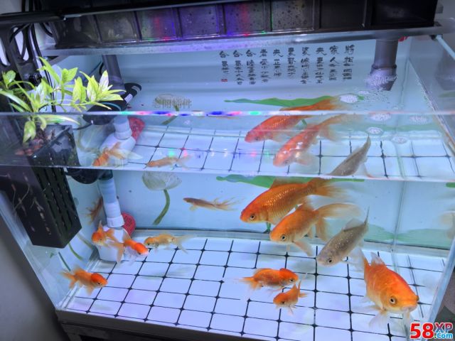 笼中鸟、缸底鱼、球里人，都是被困养的