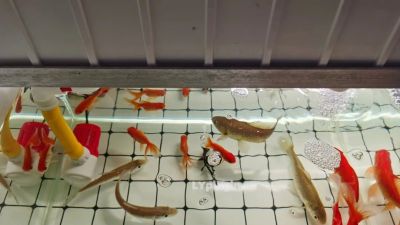 二氧化氯消毒片确实好用图片