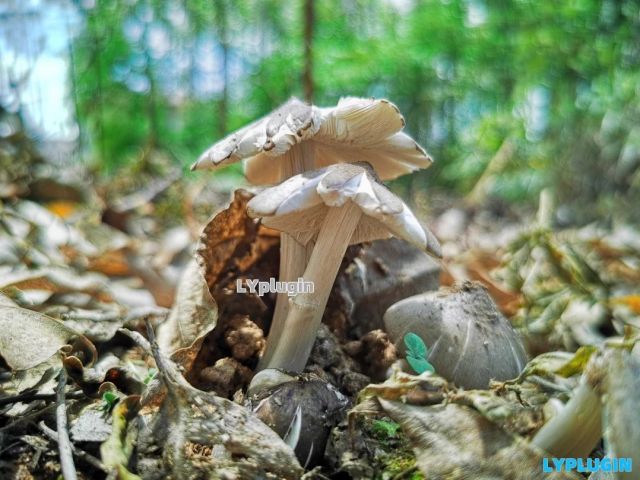 广西当地叫它是碎菌的鸡枞菌