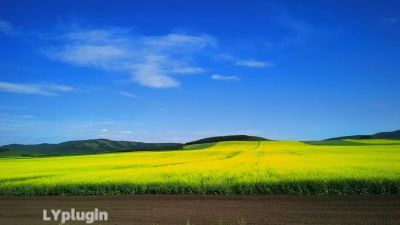 美丽漂亮的油菜花图片