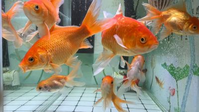 鱼缸的小锦鲤与小金鱼图片