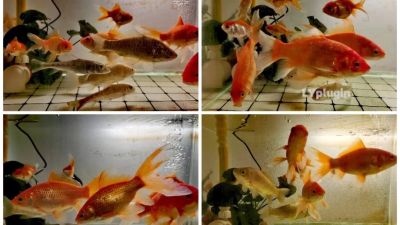 小小鱼缸十几条鱼图片