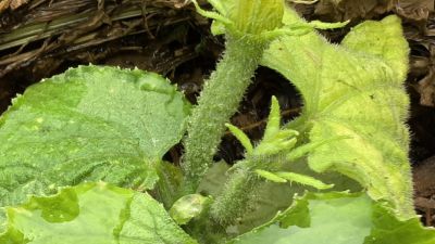 惊叹现在的植物基因图片