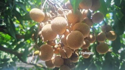 7月8月龙眼的季节图片