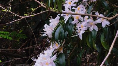 杜鹃花开的春天图片