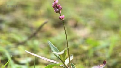四月的路边野花图片