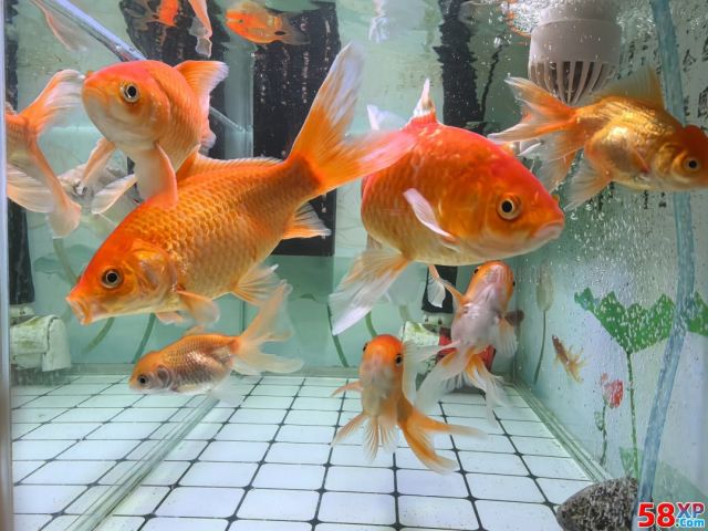 鱼缸的小锦鲤与小金鱼