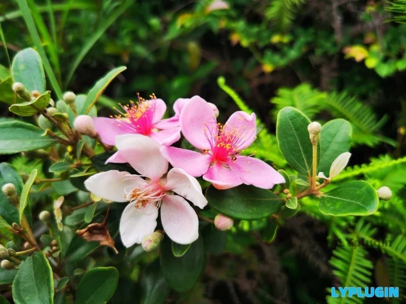 2、漂亮的稔子花,再过三个月就有稔子吃了 - 老阳插件