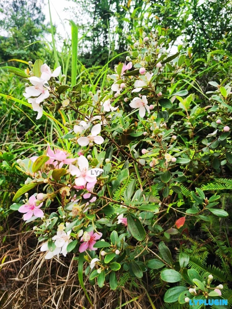 3、漂亮的稔子花,再过三个月就有稔子吃了 - 老阳插件