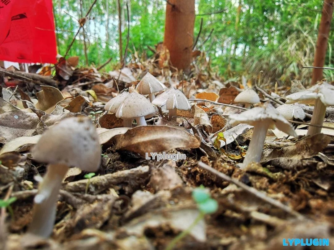 3、广西当地叫它是碎菌的鸡枞菌 - 老阳插件