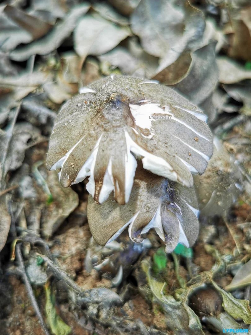 2、广西当地叫它是碎菌的鸡枞菌 - 老阳插件