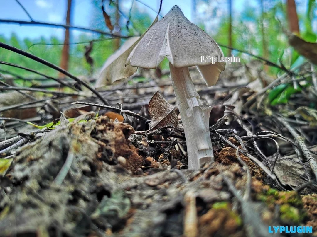 4、广西当地叫它是碎菌的鸡枞菌 - 老阳插件