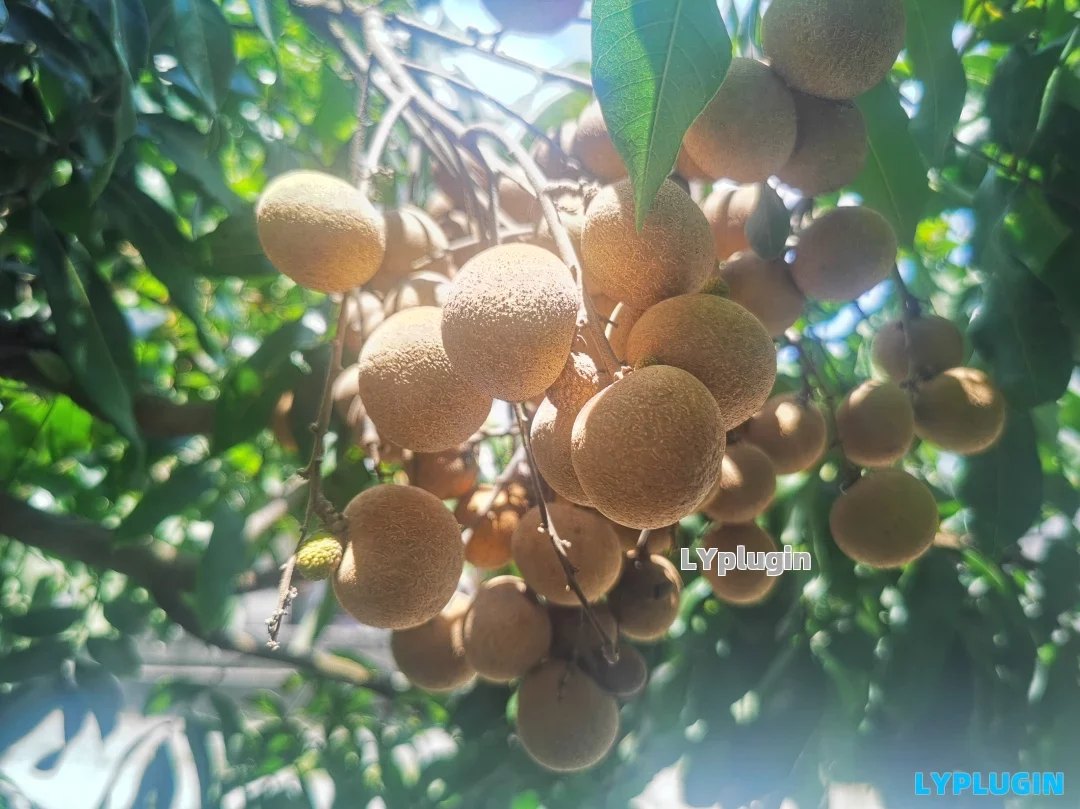 7月8月龙眼的季节 - 老阳插件