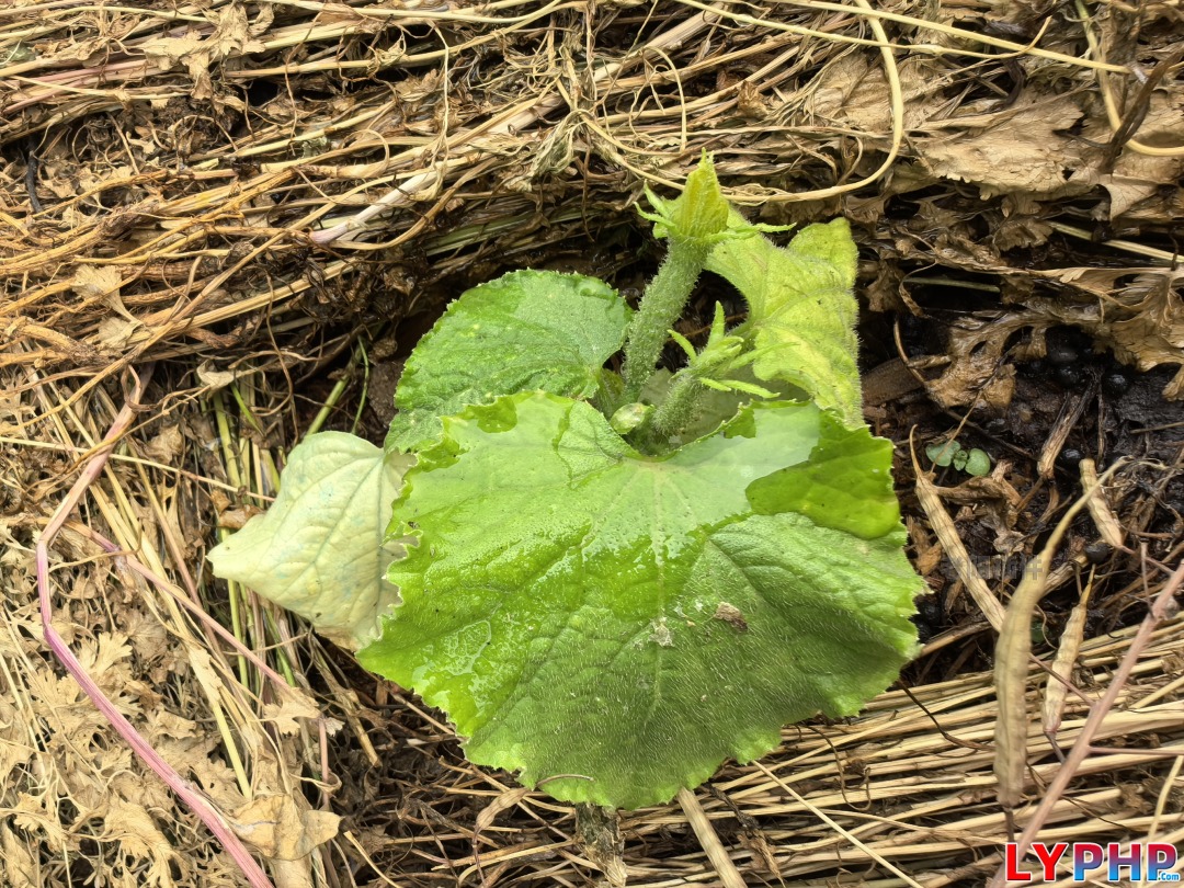 2、早熟的青瓜,惊叹现在的植物基因 - 老阳插件